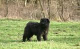 BOUVIER DES FLANDRES 427